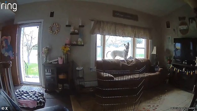 In einem Video aus New Jersey setzt sich ein Hund plötzlich auf, Sekunden bevor die Räume heftig beben und Gegenstände umfallen