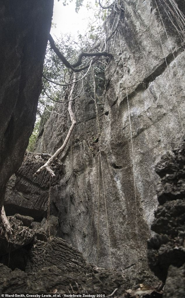 Die neue Schlange sei dabei gesichtet worden, wie sie eine fast 15 Meter hohe Felswand hinaufkletterte, sagte der Forscher.  „Das war unglaublich riskant, aber ich hatte keine andere Wahl, als es zu tun.“ "freies Solo" (Klettergerede ohne Seile)“, sagte der an der Bangor University ausgebildete Herpetologe Harry Ward-Smith, der die Kreatur gefangen hat