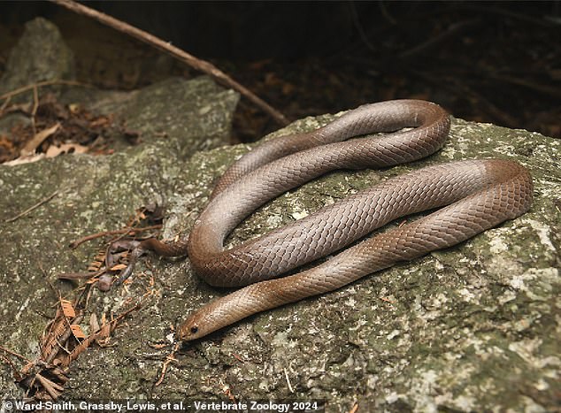 Zwei abenteuerlustige Reptilienjäger haben in Thailand eine neue Schlangenart mit „klingenartigen“ Reißzähnen entdeckt, was jetzt von einem internationalen Biologenteam bestätigt wurde.  Diese „Höhlen-Kukri-Schlange“ hat auch stark geriffelte oder „kielige“ Schuppen auf ihrem Unterleib, die es ihr ermöglichen, „vertikale Felswände zu erklimmen“.
