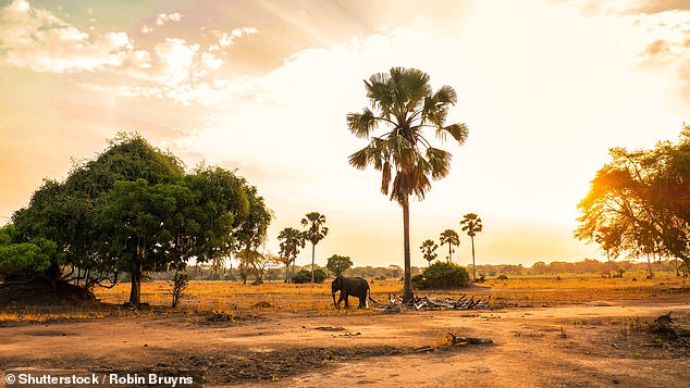 Malcolm verrät, dass Malawi die Big Five hat.  Oben ein Elefant im Liwonde-Nationalpark