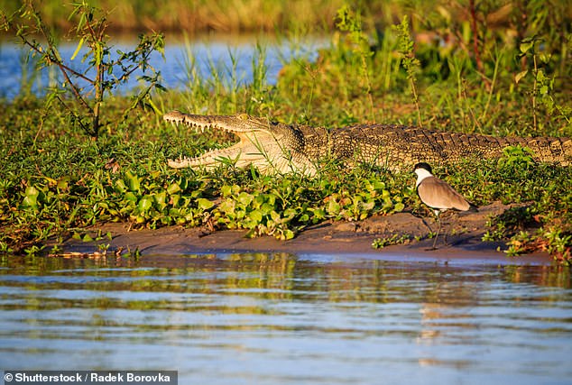 Malcolm erinnert sich, während einer seiner Pirschfahrten Krokodile und „sich suhlende“ Flusspferde gesehen zu haben