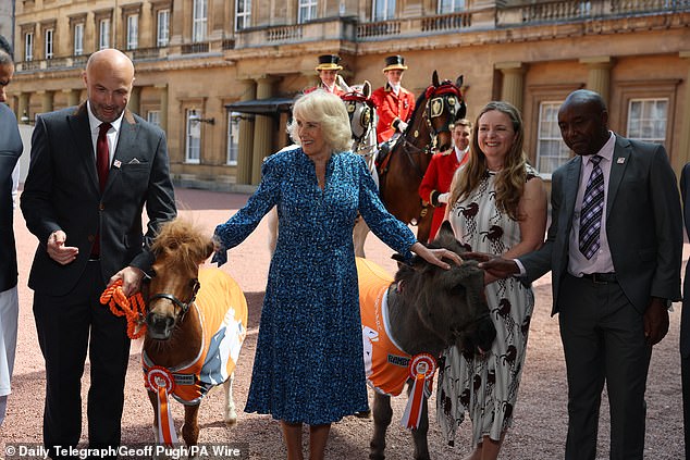 Königin Camilla (Bild Mitte) posierte für Schnappschüsse, als sie das Minipony und den Esel im Quadrangle des Buckingham Palace streichelte