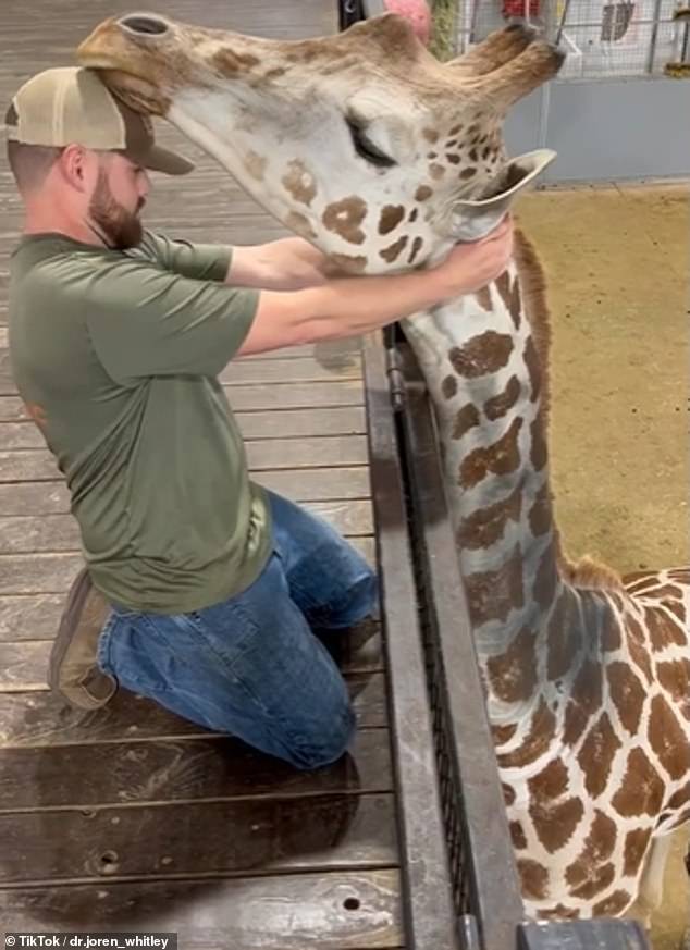 In einem auf TikTok geposteten Video ist zu sehen, wie Whitley den Hals der Giraffe dreht und dreht, bevor er ein hörbares Knallgeräusch hört