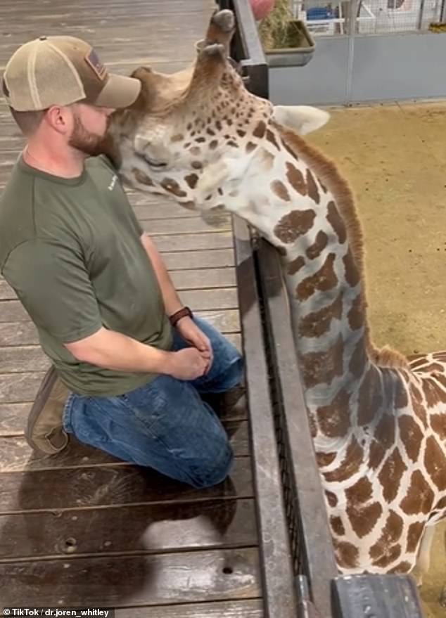 Whitley sagte, die Arbeit am Hals der Giraffe sei ein Traum gewesen und er habe es genossen, dass er sich an ihn kuschelte, als wären sie beste Freunde