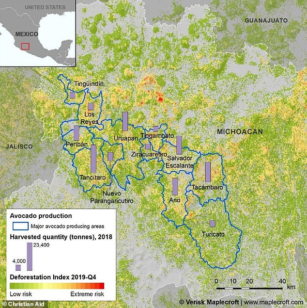 Michoacán, Mexikos wichtigste Avocado-Anbauregion, sieht sich bis 2050 mit einem Rückgang seiner potenziellen Anbaufläche um 59 Prozent konfrontiert