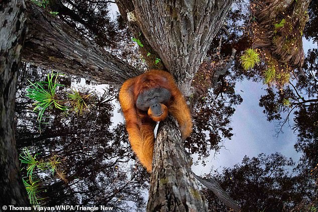 Oben starrt ein vom Aussterben bedrohter Borneo-Orang-Utan wissentlich in die Kamera, während er auf einem Foto aus dem Jahr 2021 einen Baum im Tanjung-Puting-Nationalpark auf Borneo erklimmt