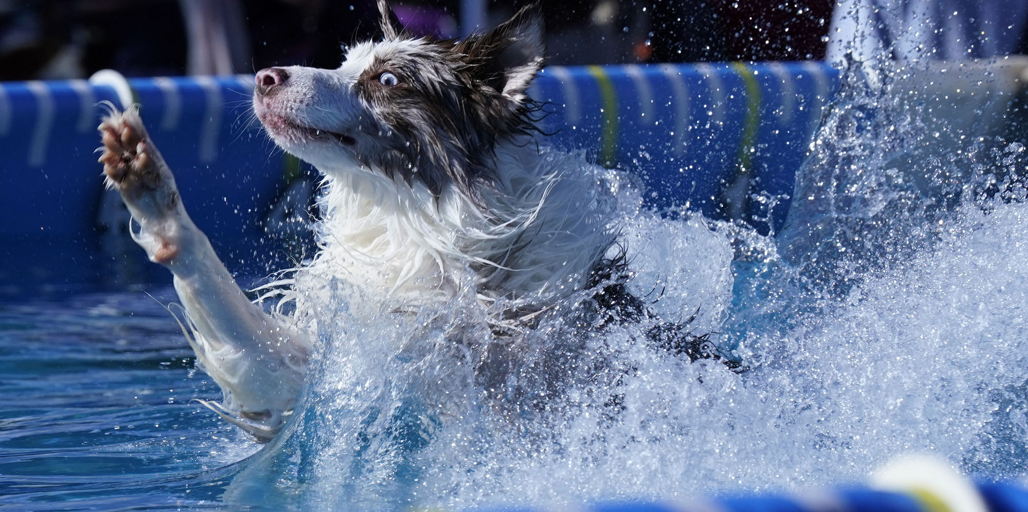 Ein Hund planscht während der Dock Diving-Veranstaltung auf der 148. jährlichen Westminster Kennel Club Dog Show