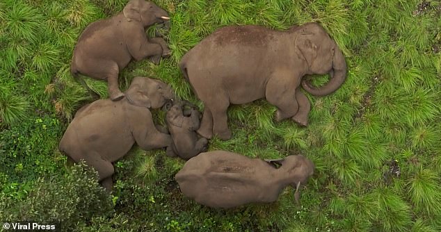Ein Luftvideo zeigt die Jumbo-Familie, wie sie am 14. Mai in einem engen Ring zwischen den Büschen im Wald von Tamil Nadu in Indien auf der Seite döst