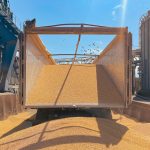 EU-Maisproduzenten sind besorgt über den Export aus der Ukraine und sehen die Integration als Chance
