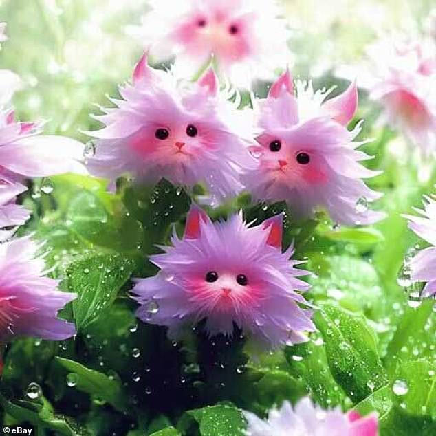 Auf eBay kaufen Menschen gefälschte „Cat's Eye Dazzle“-Samen aus China.  KI-generierte Fotos in der Produktliste deuten darauf hin, dass die Samen zu wunderschönen Blumen blühen, die niedlichen Katzen ähneln – eine solche Pflanze existiert jedoch nicht