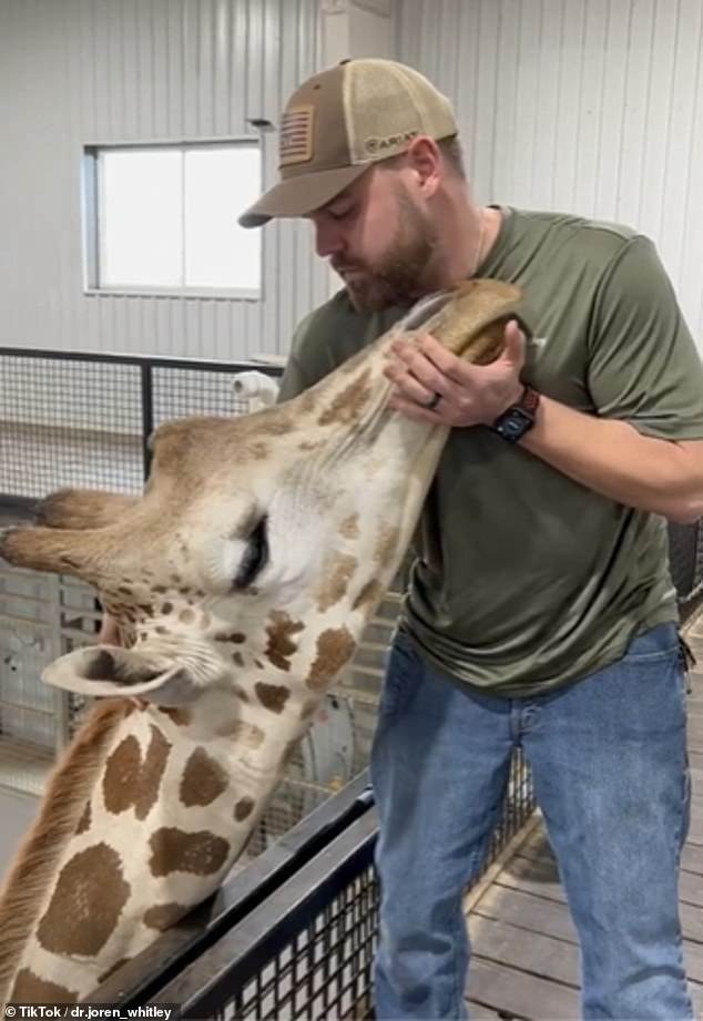 Gerry, die Giraffe (im Bild), schien keine Schmerzen zu haben, hatte aber auch kleine Probleme im oberen und unteren Nackenbereich.