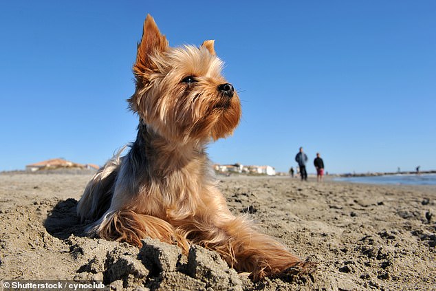 Während sich das Land auf wärmere und sonnigere Tage vorbereitet, werden Hundebesitzer davor gewarnt, ihre pelzigen Freunde zu lange der Sonne auszusetzen (Archivbild)