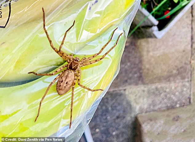 Eine Riesenspinnenart aus Afrika wurde in einer Londoner Grundschule gefunden, nachdem sie an Bord der Bananen der Kinder nach Großbritannien mitgefahren war