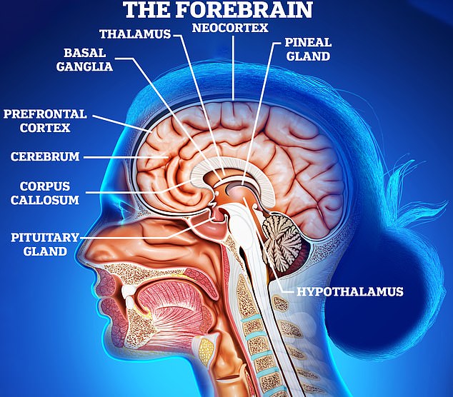 Die von ihnen kartierten Regionen konzentrierten sich um die Basis des Gehirns, wo es mit der Wirbelsäule verbunden ist: einschließlich Hirnstamm, Thalamus, Hypothalamus, basalem Vorderhirn und Großhirnrinde