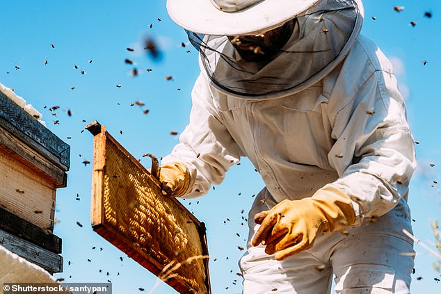 Der Haken: Ein Hausbesitzer macht sich Sorgen um das neue Hobby seines Nachbarn – die Bienenzucht.  Aber kann er irgendetwas tun?