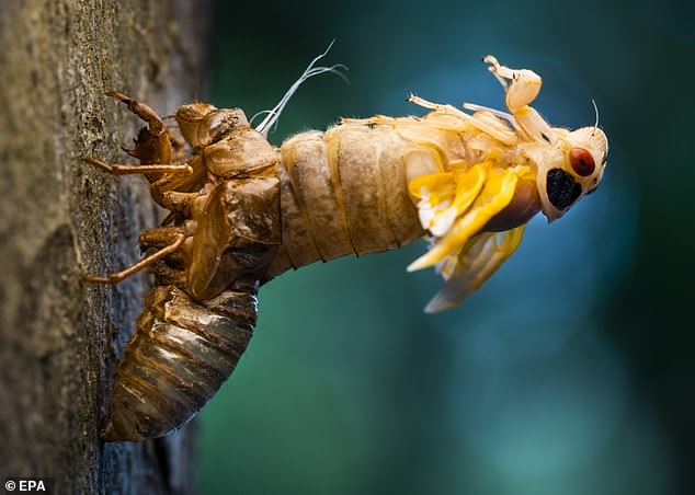 Was die Zikade so interessant macht, ist ihre Fähigkeit, ihr Exoskelett zu verhärten – was etwa fünf Tage dauert – und dabei ihr altes Äußeres abzuwerfen, um mit dem Fliegen beginnen zu können