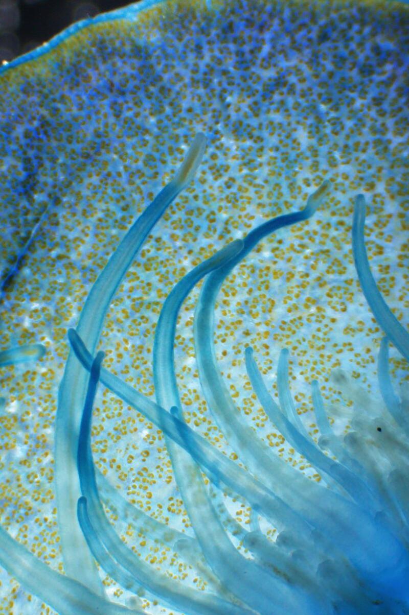 Velella velella unter dem Mikroskop gesehen