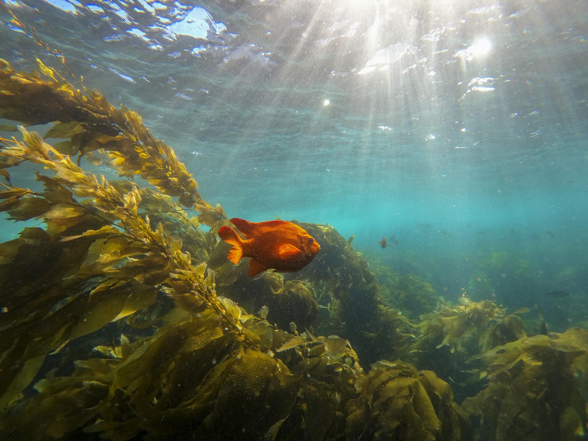 Ein orangefarbener Fisch schwimmt im flachen Wasser.