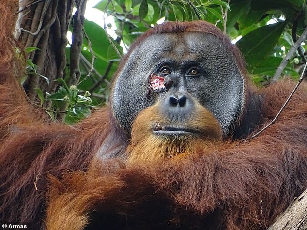 Forscher sahen am 22. Juni 2022 einen männlichen Orang-Utan namens Rakus mit einer Gesichtswunde. Zwei Tage später kaute er Blätter und verteilte die Paste auf der Wunde