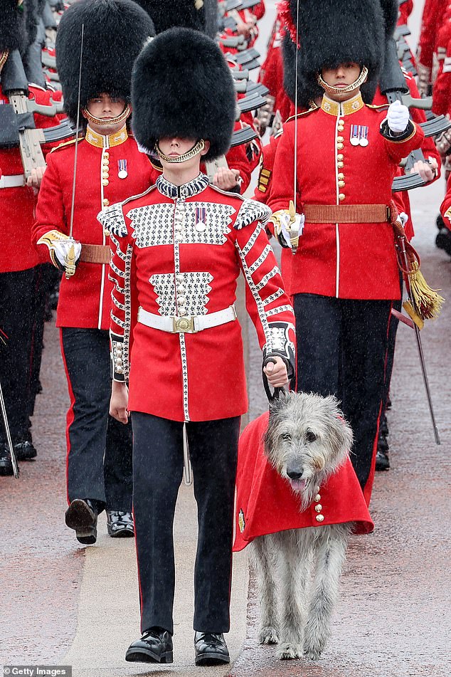 The Irish Guards mascot, an Irish Wolf Hound named Turlough Mor but affectionately known as Seamus, is led across the square by a scarlet-coated drummer at Trooping the Colour today
