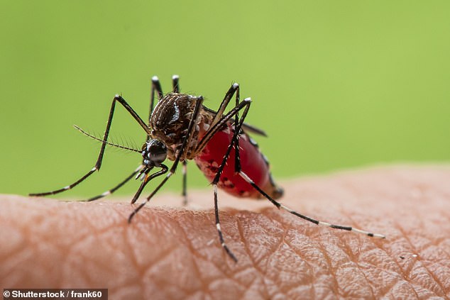 Es wird angenommen, dass verschiedene Faktoren eine Person für Mücken attraktiver machen als eine andere