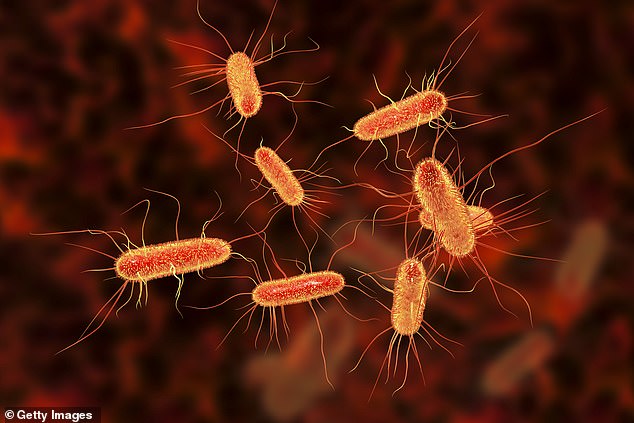 Der Shiga-Toxin produzierende E.coli (STEC), ein seltener Stamm des Durchfall verursachenden Bakteriums