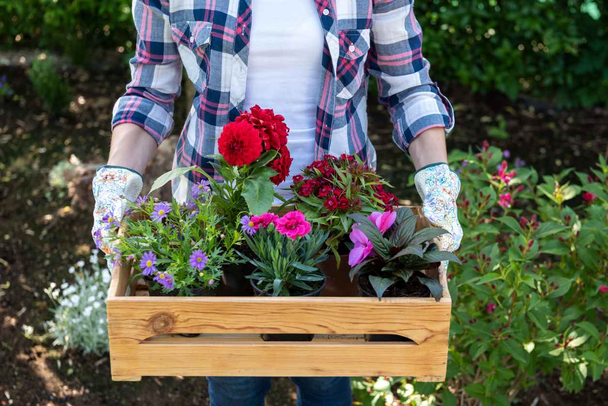 Young female gardener holding wooden crate full of flowers ready to plant in a garden.
