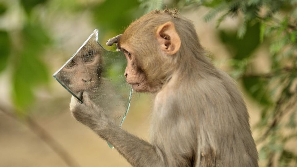 Animal rights: When monkeys take selfies - about the question of how much soul there is in animals