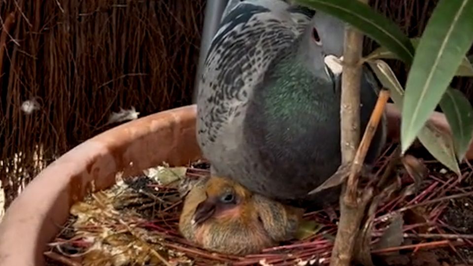 What do baby pigeons look like?  Pigeon chicks delight the internet