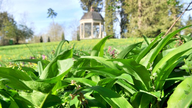Tips for the weekend: Always follow your nose: If you smell a garlic-like smell in Schacky Park, you might not be far from wild garlic.