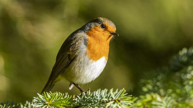 Diversity of bird songs: The song of the robin can be approximated "dädädädäd" rewrite.