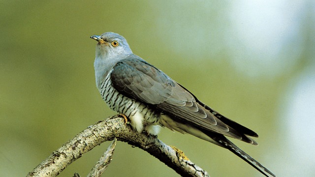 Variety of bird calls: The cuckoo conveniently calls its own name.