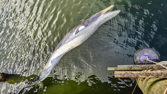 A dead minke whale lies on the surface of the water in the Flensburg Fjord.  © Sebastian Iwersen/nordpresse media service Photo: Sebastian Iwersen
