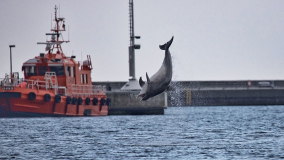 Dolphin "Dent" takes a leap into the air in Travemünde.  © Andreas Benzin Photo: Andreas Benzin