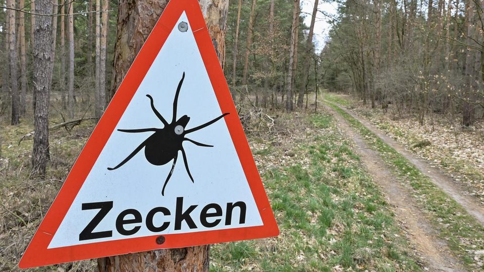 Experts expect a particularly high risk of contracting Lyme disease and tick-borne encephalitis from ticks this year.  Unlike the native species, the Hyalomma tick can see and chase potential hosts.