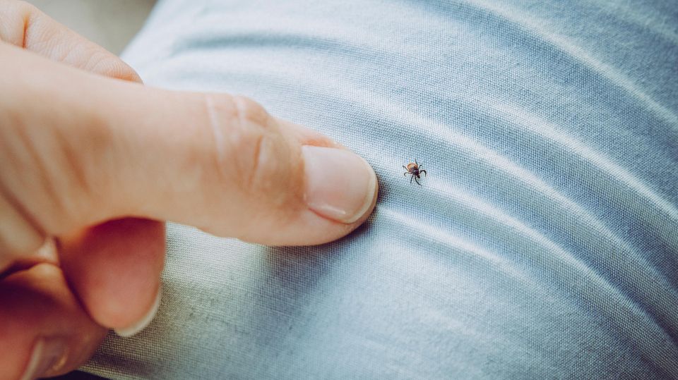 Closeup of a tick on clothing