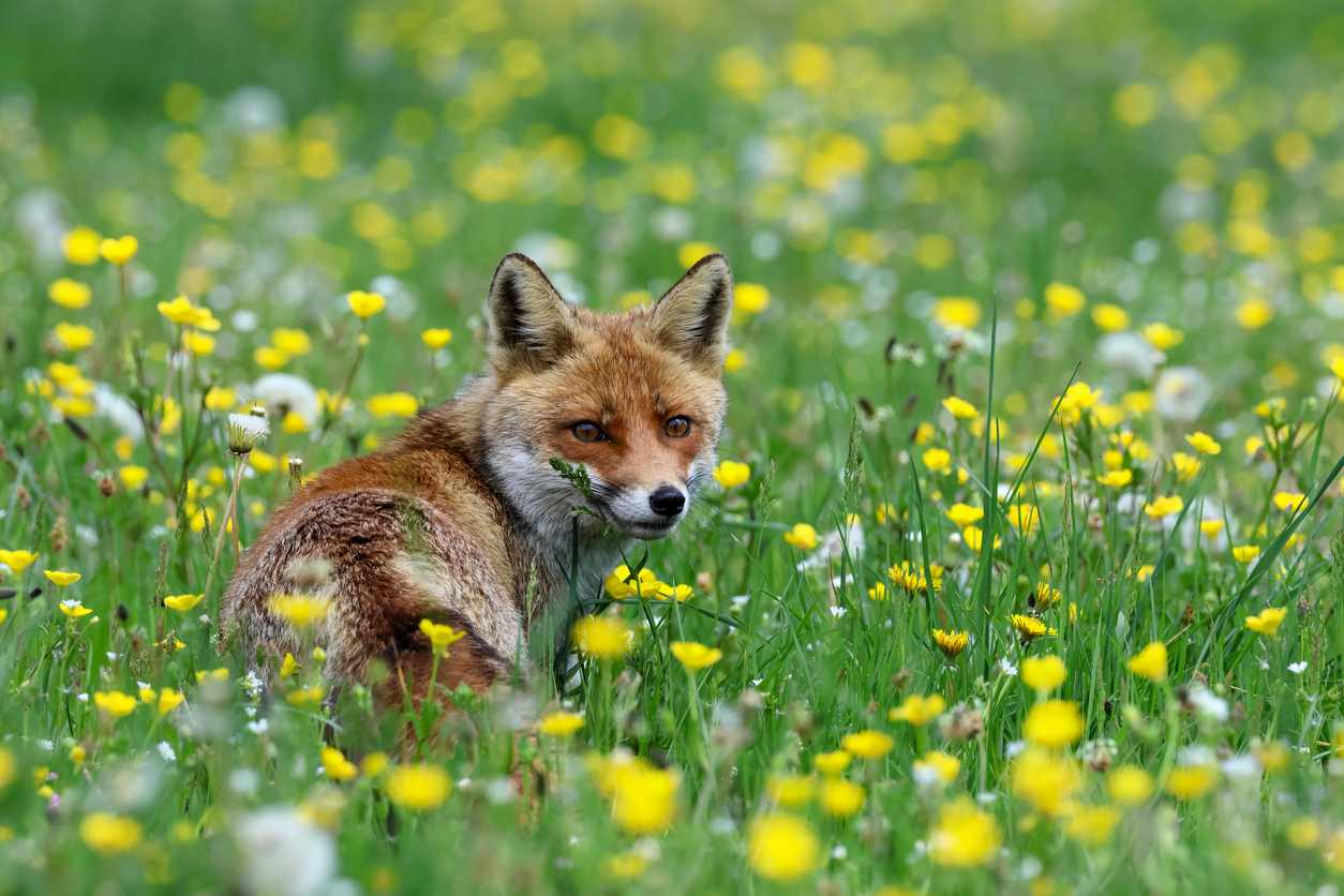 fox in a field of yellow flowers