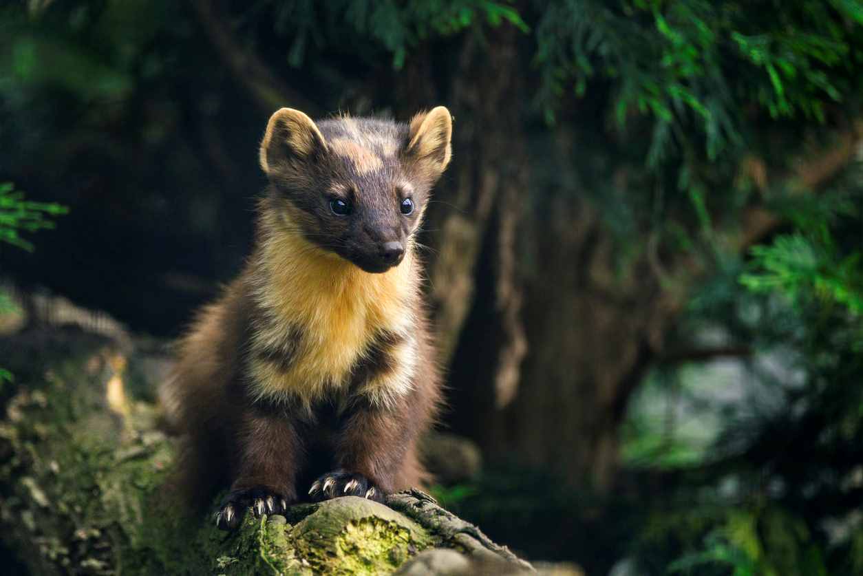 Marten in the forest