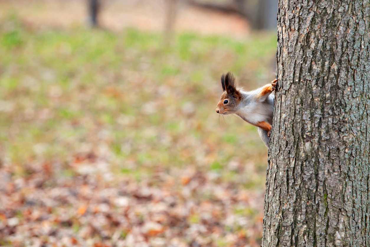red squirrel hanging on a tree
