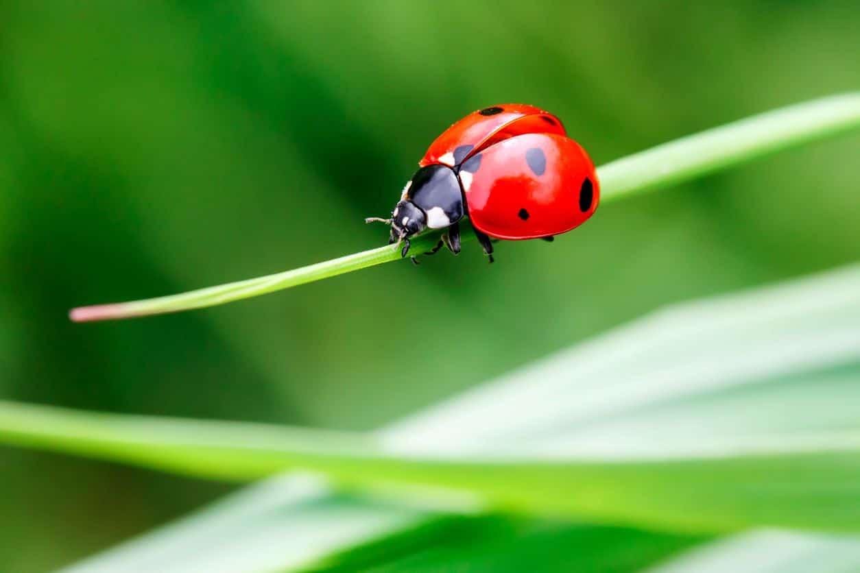 ladybug on blade of grass 