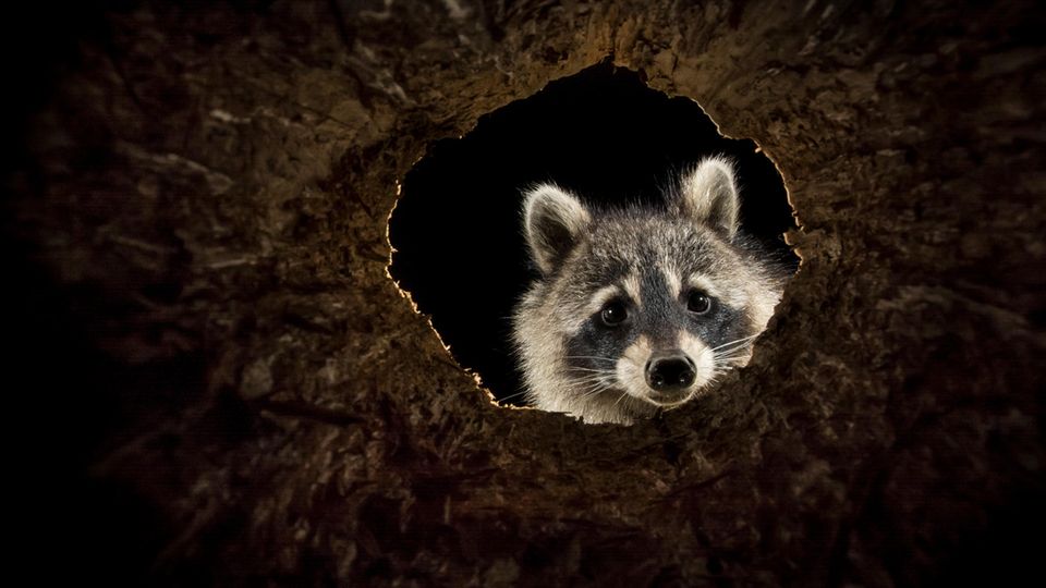 Raccoon looks through a branch hole