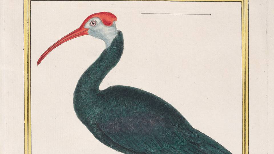 Hand-colored illustration of a bald ibis