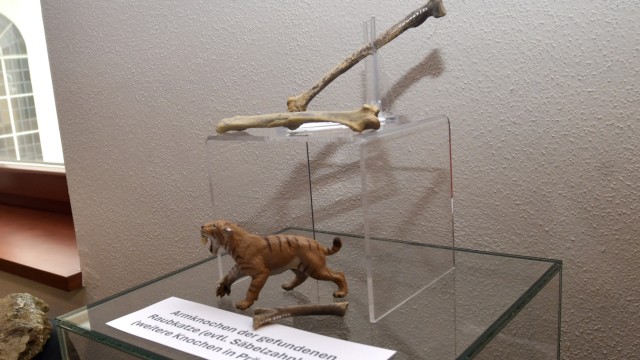 Archeology: The arm bones of a big cat, one suspects a saber-toothed cat, are also part of the find.