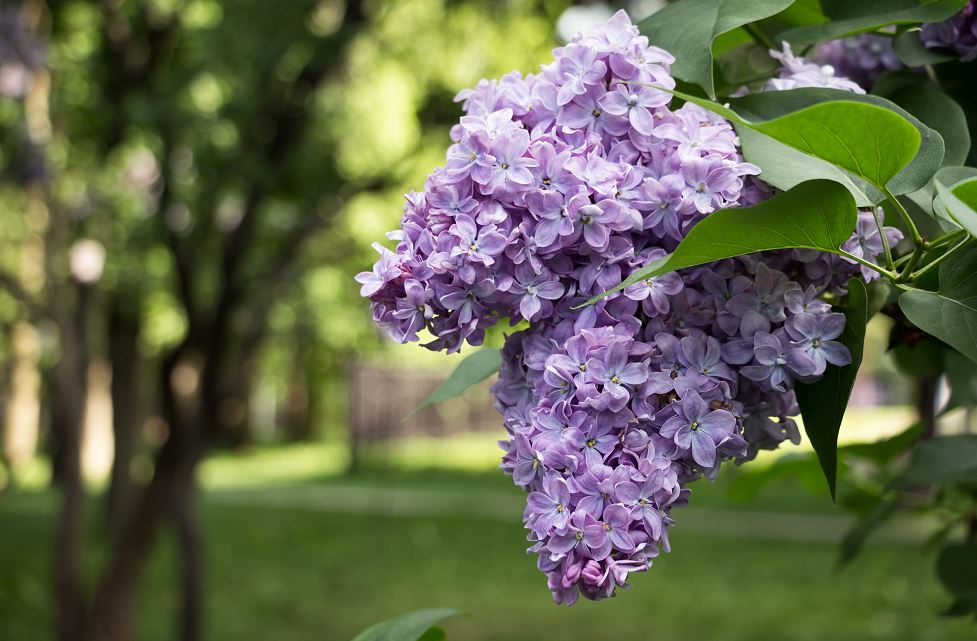 Lilac Mayflowers
