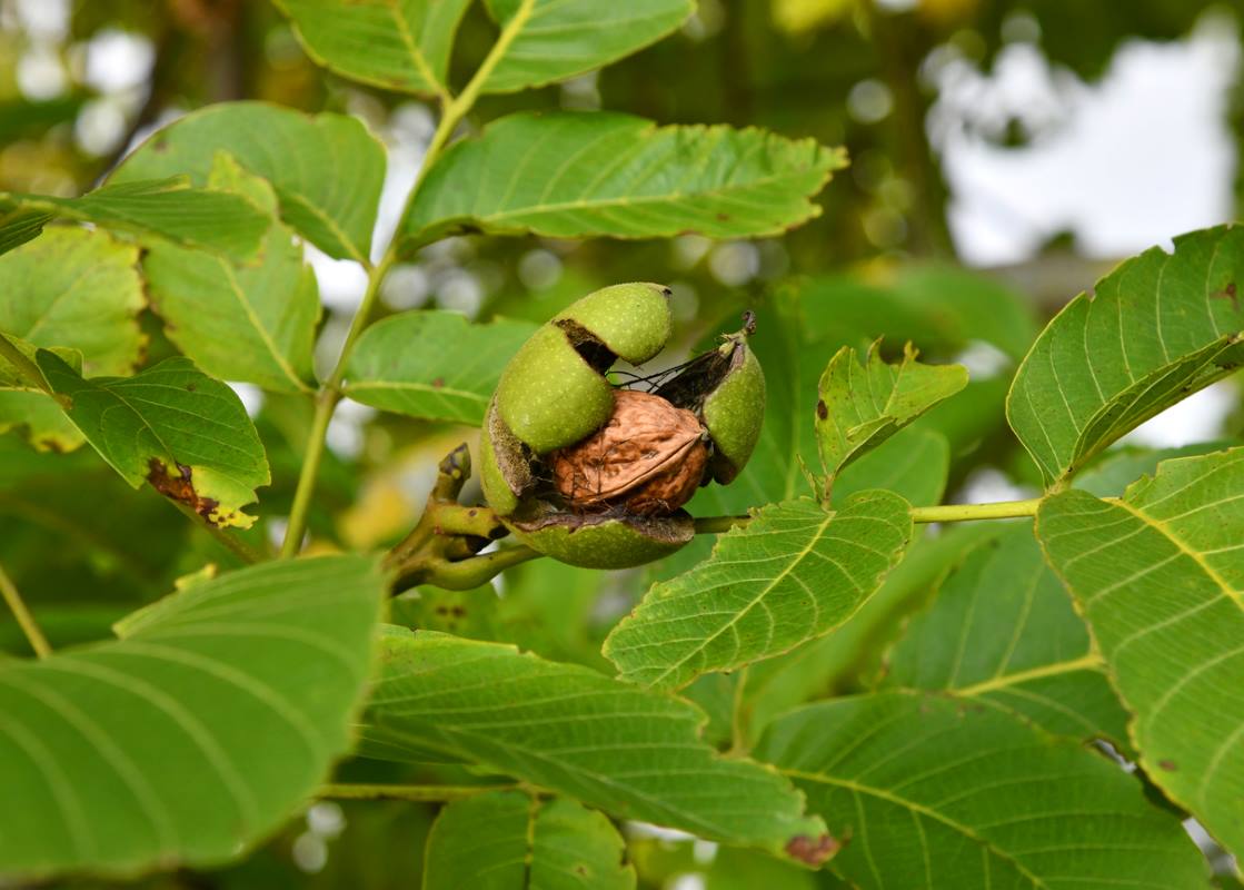 walnuts in a walnut tree