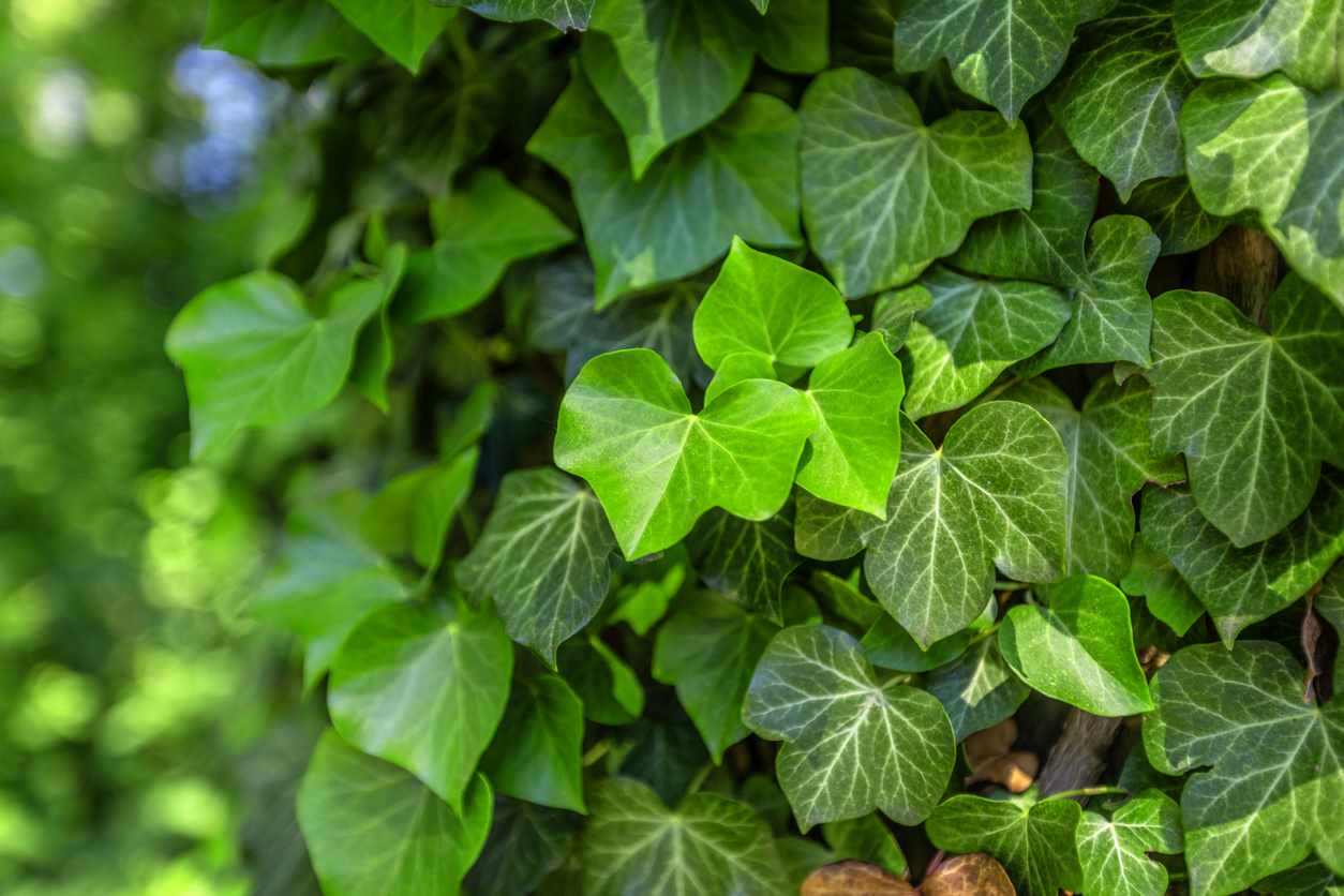 Ivy On The Wall