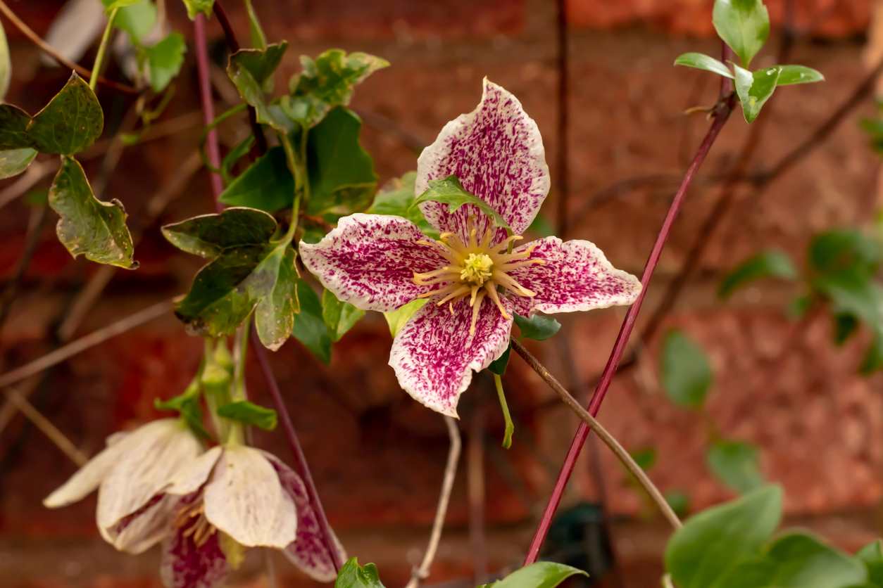 Christmas Clematis