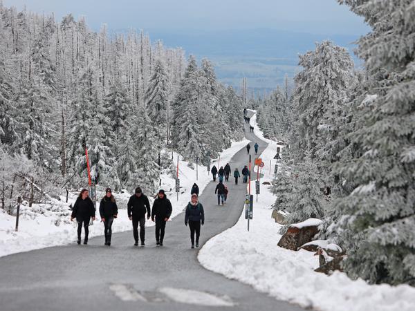 Hikers walk along Brockenstraße past snow-covered spruce trees.