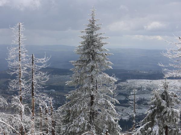   Snow-covered spruce trees on the Brocken in the Harz Mountains.