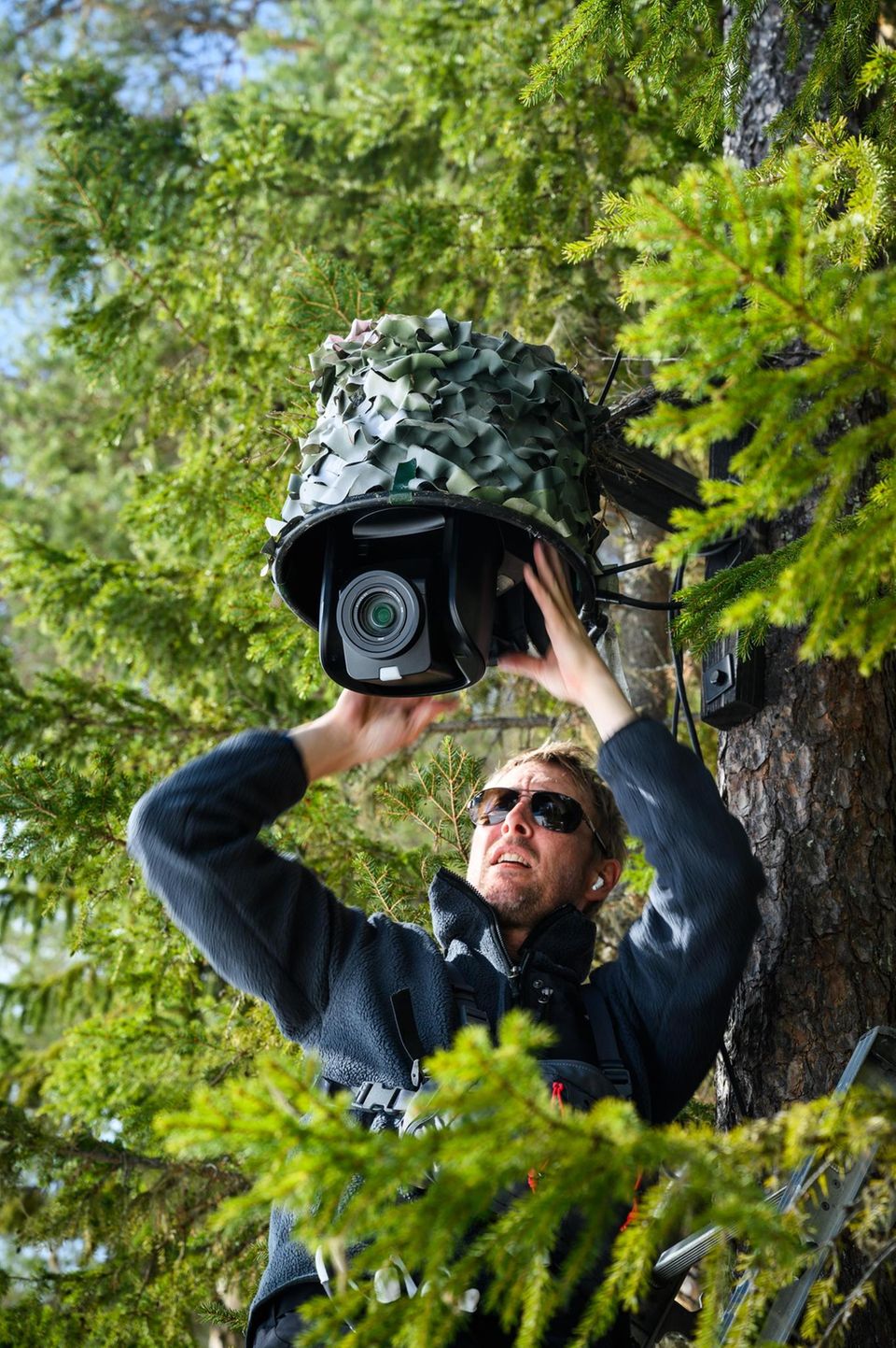 Elch-Show: Techniker Markus Skogström versteckt eine der insgesamt 35 Kameras in einem Baum